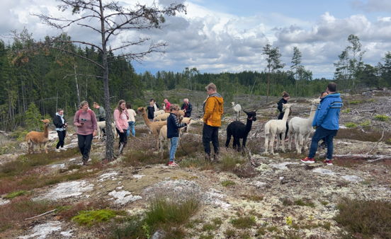 Alpakkavandring for familien, 2 voksne og 2 barn 🦙