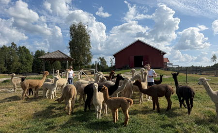 Alpakkasafari for inntil 5 personer 🦙