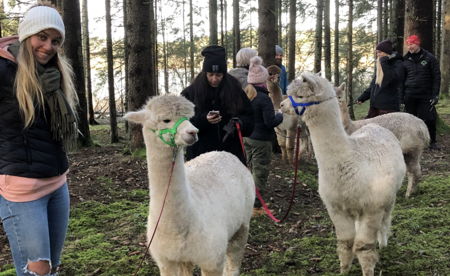 Alpakkavandring for 2 personer 🦙